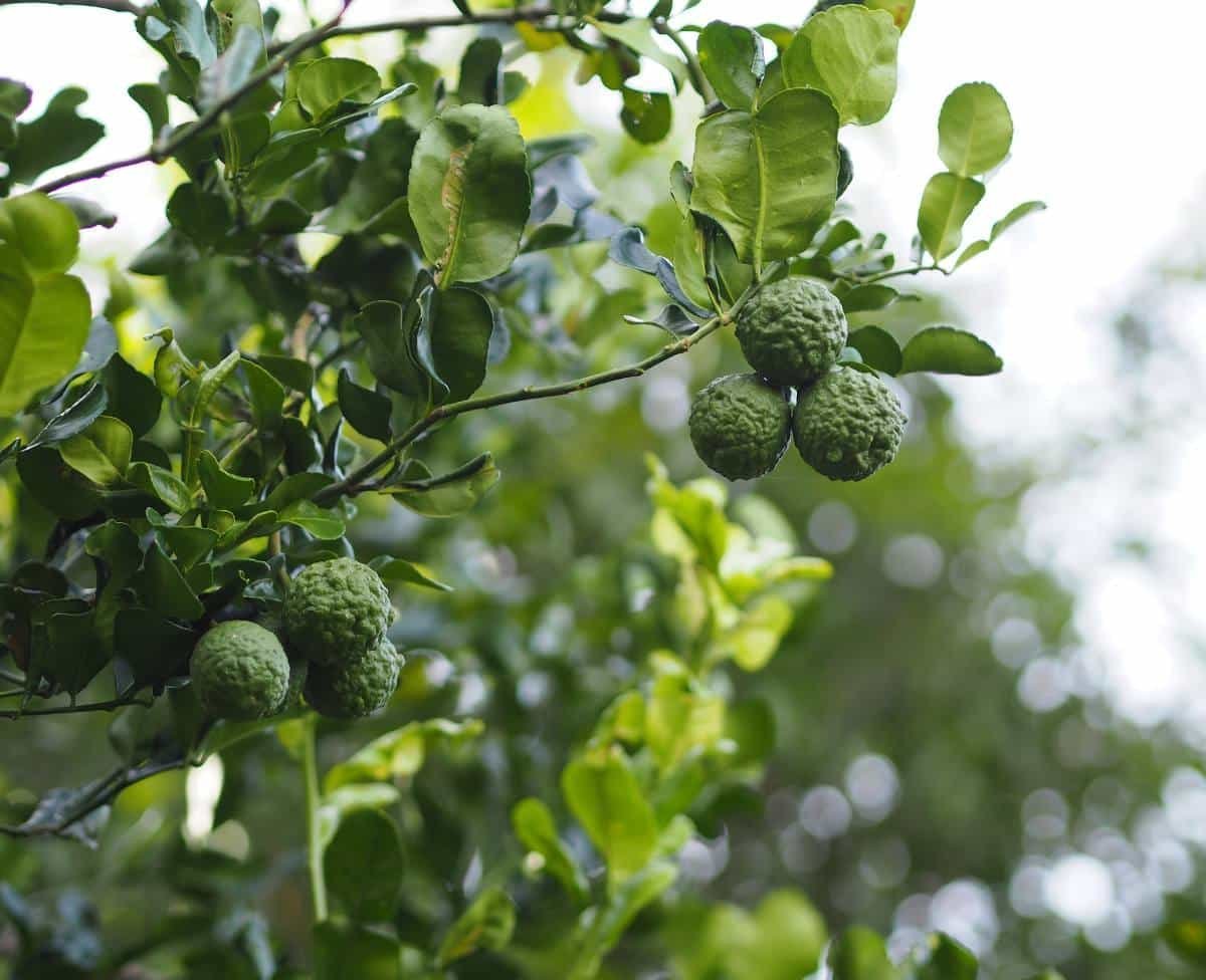 Buy-Kaffir-lime.jpg Buy Kaffir lime - Live Plant Online Shopping for Sale - Image 1