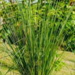 Buy Khas Khas Grass, vetiveria zizanioides, Chrysopogon 
Zizanioides, vetiver, Lavancha, Ramaccham, Kuruverru, vettiveelu, 
வெட்டிவேர், खास खास - Live plant 
online shopping for sale