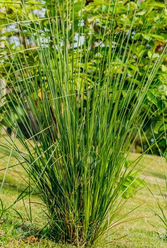 Buy-Khas-Khas-Grass.png Buy Khas Khas Grass, vetiveria zizanioides, Chrysopogon
Zizanioides, vetiver, Lavancha, Ramaccham, Kuruverru, vettiveelu,
வெட்டிவேர், खास खास - Live plant
online shopping for sale - Image 1