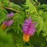 Buy Khejri Tree, shami tree, acacia ferruginea - live plant 
online shopping for sale