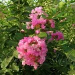 Buy Lagerstroemea indica, सिद्धेश्वर, 
Siddhesvara, pavalkkurinji - Live Plant online shopping for sale