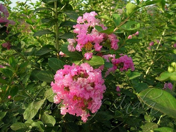 Buy-Lagerstroemea-indica.jpg Buy Lagerstroemea indica, सिद्धेश्वर,
Siddhesvara, pavalkkurinji - Live Plant online shopping for sale - Image 1