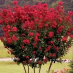 Buy Lagerstroemia indica - white - Live Plant Online Shopping for 
Sale