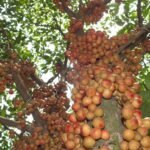 Buy Baccaurea sapida, Burmese Grape, लटकु, Lataku - Live 
plant online shopping for sale