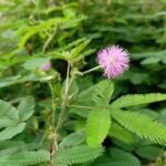 Buy Mimosa pudica - Original, sensitive plant, touch me not, 
Thotta sinungi, Lajwanti, लाजवंती - Live plant 
online shopping for sale