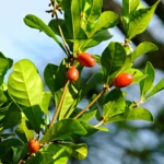 Buy Miracle Plant, ranakalli, katti potta kutti podum, 
ரணக்கல்லி, Bryophyllum Pinnatum, Ranakalli 
Lonnahadana, Kangida Elamarunga, Sima Jamuda, Zakhm Haigat, 
ज़ख्म हैगाटी - Live plant online shopping 
for sale