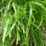 Buy Muechlenbeckia platyclados - Live Plant Online Shopping for 
Sale