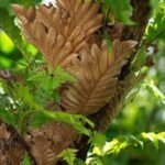 Buy Oakleaf Fern Plant, Drynaria Quercifolia, Mudavattukal 
Kizhangu, Hanuman Hashta Panna Kizhangu, 
कटिकापणि,  Katikapan, 
முடவாட்டுக்கால் 
கிழங்கு - Live plant online shopping for sale