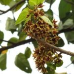 Buy Pterygota alata - Live Plant Online Shopping for Sale