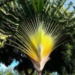 Buy Ravenala madacascariensis - Live Plant Online Shopping for 
Sale