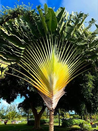 Buy-Ravenala-madacascariensis.jpg Buy Ravenala madacascariensis - Live Plant Online Shopping for
Sale - Image 1