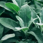 Buy Sage, salvia officianalis, aslbia segakuss seesti - Live 
plant online shopping for sale
