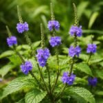Buy Stachytarpheta jamaicensis, ezhuthani poondu, brazilian tea, 
Kariyar tarani, Ceema nayurur, seemai nayuruvi - Live plant 
online shopping for sale