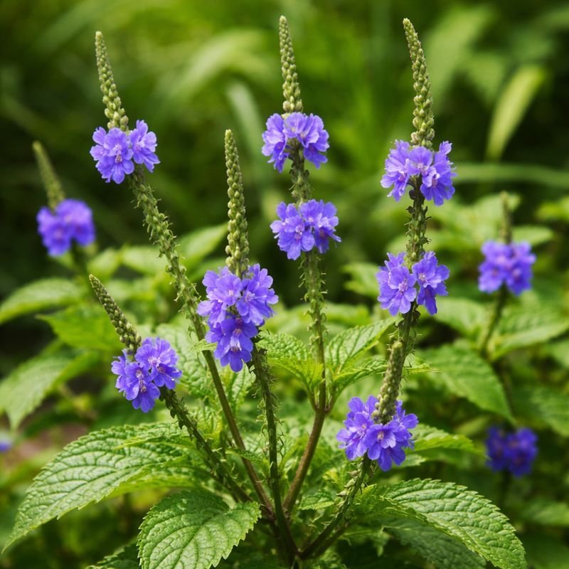 Buy-Stachytarpheta-jamaicensis.jpg Buy Stachytarpheta jamaicensis, ezhuthani poondu, brazilian tea,
Kariyar tarani, Ceema nayurur, seemai nayuruvi - Live plant
online shopping for sale - Image 1