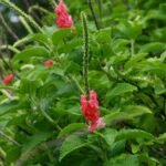 Buy Stachytarpheta mutabilis - Live Plant Online Shopping for 
Sale