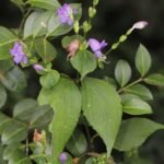 Buy Stenosiphonium russellianum - Live Plant Online Shopping for 
Sale