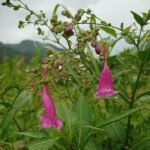 Buy Strobilanthes hamiltonii - Live Plant Online Shopping for 
Sale