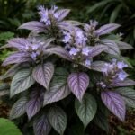 Buy Strobilanthes verticillatus - Live Plant Online Shopping for 
Sale