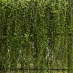 Buy Vernonia elaeagnifolia - Live Plant Online Shopping for Sale