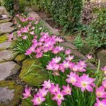 Buy Zephyranthes grandiflora - Live Plant Online Shopping for 
Sale