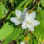 Buy dwarf white bauhinia - Live Plant Online Shopping for Sale