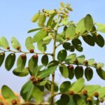 Buy Filicium decepiens, fern tree, ningal, valmuricha, neeroli, 
kaadu hoovarasi - Live Plant Online shopping for sale
