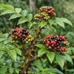 Buy ranabili, kaipanarangi, hanumanta toppal, pulippan, nibili, 
potti - Live Plant Online Shopping for Sale