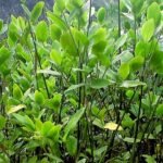 Buy schumannianthus virgatus - Live Plant Online Shopping for 
Sale