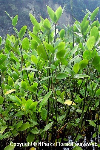 Buy-schumannianthus-virgatus-.jpg Buy schumannianthus virgatus - Live Plant Online Shopping for
Sale - Image 1