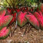 Buy Caladium bicolor, varnachembu, seemaikizhangu, 
சீமைக்கிழங்கு, Heart of jesus - Live 
plant online shopping for sale