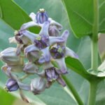 Buy Cassia grandis - Live Plant Online Shopping for Sale
