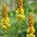 Buy Candlebush - Live Plant Online Shopping for Sale