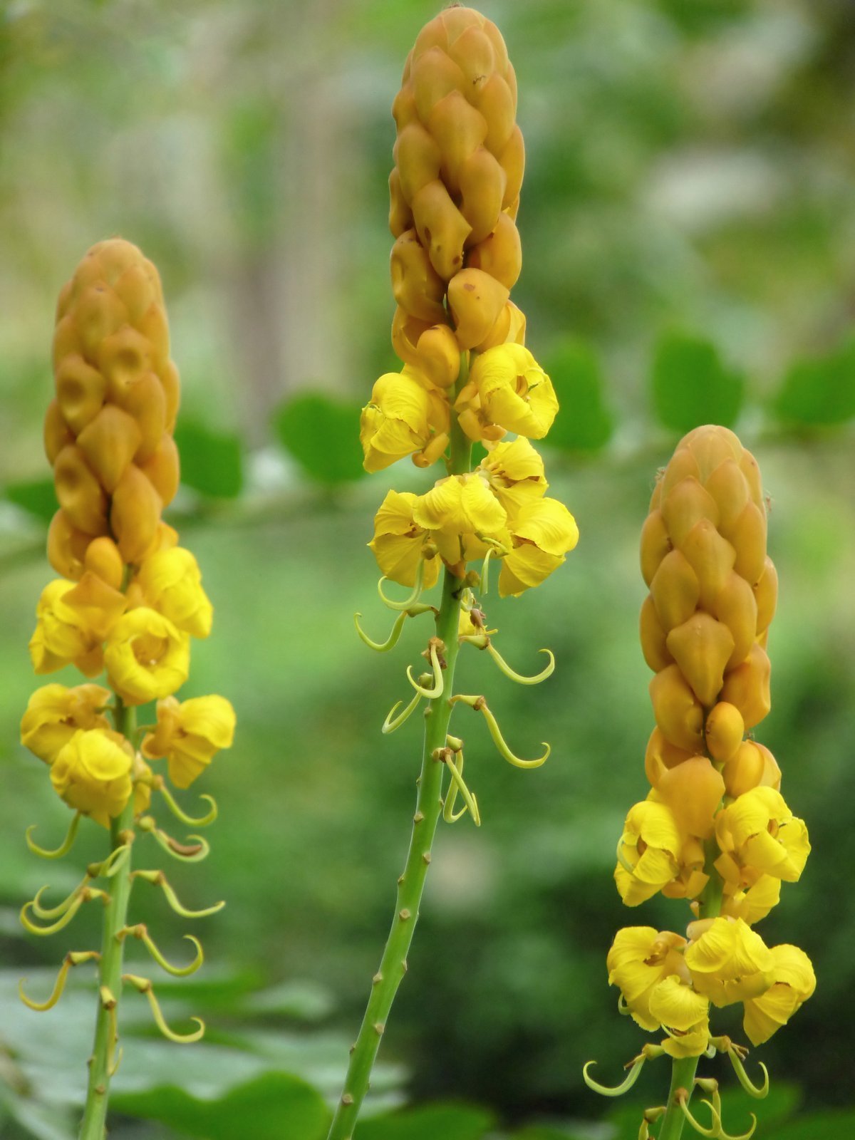 Candlebush___Senna_alata.jpg Buy Candlebush - Live Plant Online Shopping for Sale - Image 1