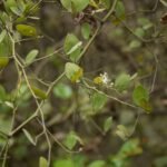 Buy Capparis sepiaria - Live Plant Online Shopping for Sale