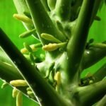 Buy Carica papaya - Live Plant Online Shopping for Sale