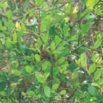 Buy Carissa spinarum plant showing small Karonda live shrub foliage