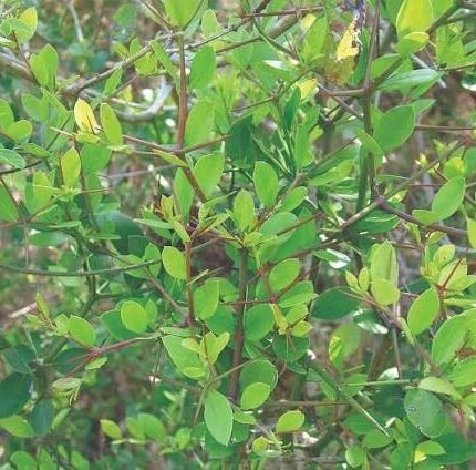 Buy Carissa spinarum plant showing small Karonda live shrub foliage