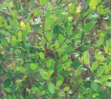Carissa_spinarum.jpg Buy Carissa spinarum plant showing small Karonda live shrub foliage