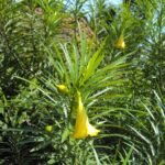 Buy Thevetia nerifolia - Live Plant Online Shopping for Sale