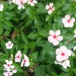 Buy Catharanthus alba - Live Plant Online Shopping for Sale
