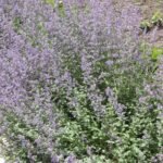 Buy catmint, Nepeta x faassenii - Live plant online shopping for 
sale