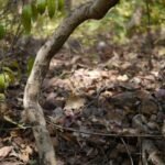 Buy Celastrus paniculatus, jyotishmati, intellect plant, Black 
oil plant, Climbing staff plant, Intellect plant, 
வாலுளுவை, valuluvai, Malakamni, Malkungi, Kari 
gonne, Gangudekayi, Jyotisumathi, Valulurai - Live Plant Online 
Shopping for Sale
