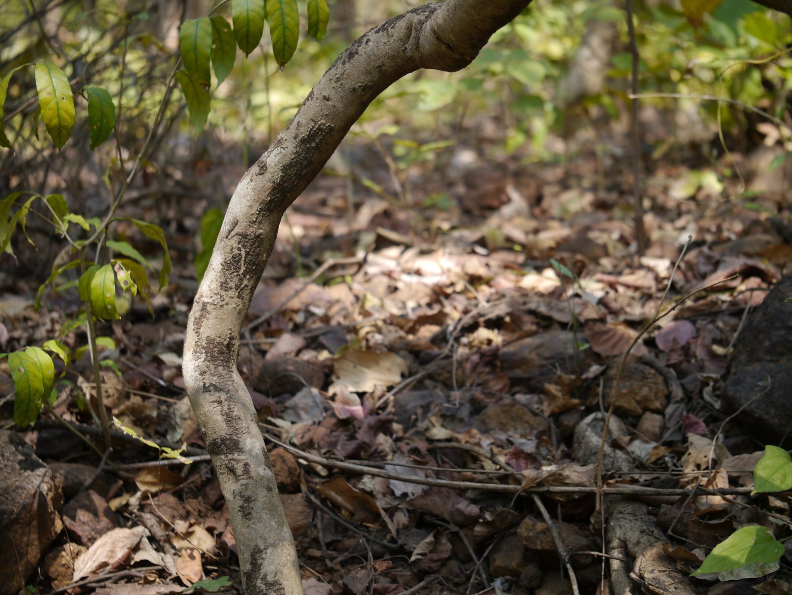Celastrus_paniculatus_12909851733-scaled-1.jpg Buy Celastrus paniculatus, jyotishmati, intellect plant, Black
oil plant, Climbing staff plant, Intellect plant,
வாலுளுவை, valuluvai, Malakamni, Malkungi, Kari
gonne, Gangudekayi, Jyotisumathi, Valulurai - Live Plant Online
Shopping for Sale - Image 1