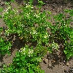 Buy Celery, wild celery - Live Plant Online Shopping for Sale