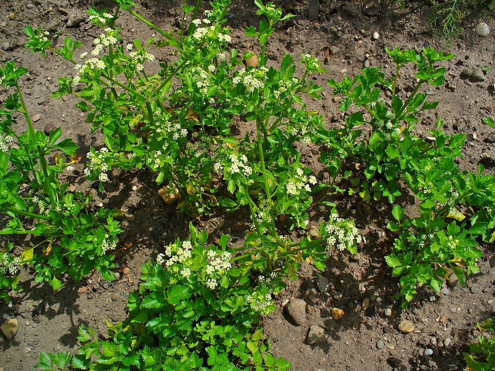 Celery___Apium_graveolens.jpg Buy Celery, wild celery - Live Plant Online Shopping for Sale - Image 1