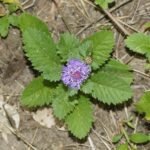 Buy Brazilian Button Flower, Centratherum punctatum, 
Kesavardhini, Kaadujeerige, Kesavardhini, 
கேசவர்த்தினி, केशवर्धनी 
- Live plant online shopping for sale