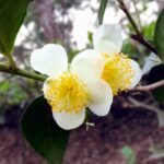 Buy Ceylon Tea - Live Plant Online Shopping for Sale
