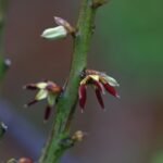 Buy Carallum adscendens - Live Plant Online Shopping for Sale