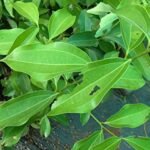 Buy Bay Leaf, cinnamon, Cinnomomum zeylanicum, Talichapattiri Biriyani ilai, Patraka Talisapatri, तलिसपत्री, பிரியாணி இலை - online shopping for sale