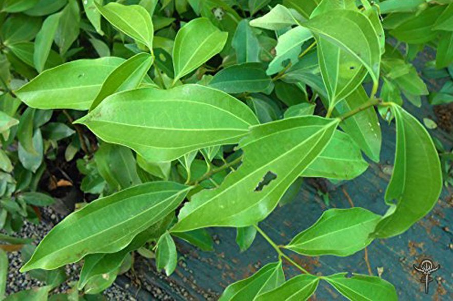 Cinnamomum-Zeylanicum.jpg Buy Bay Leaf, cinnamon, Cinnomomum zeylanicum, Talichapattiri Biriyani ilai, Patraka Talisapatri, तलिसपत्री, பிரியாணி இலை - online shopping for sale - Image 1